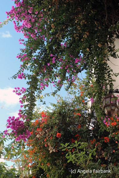 bougainvillea