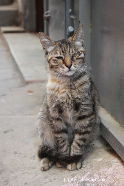 grey cat