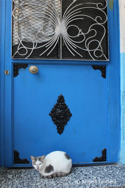 white cat and blue door