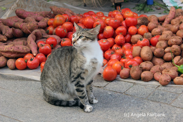 cat with yams, tomatoes and potatoes